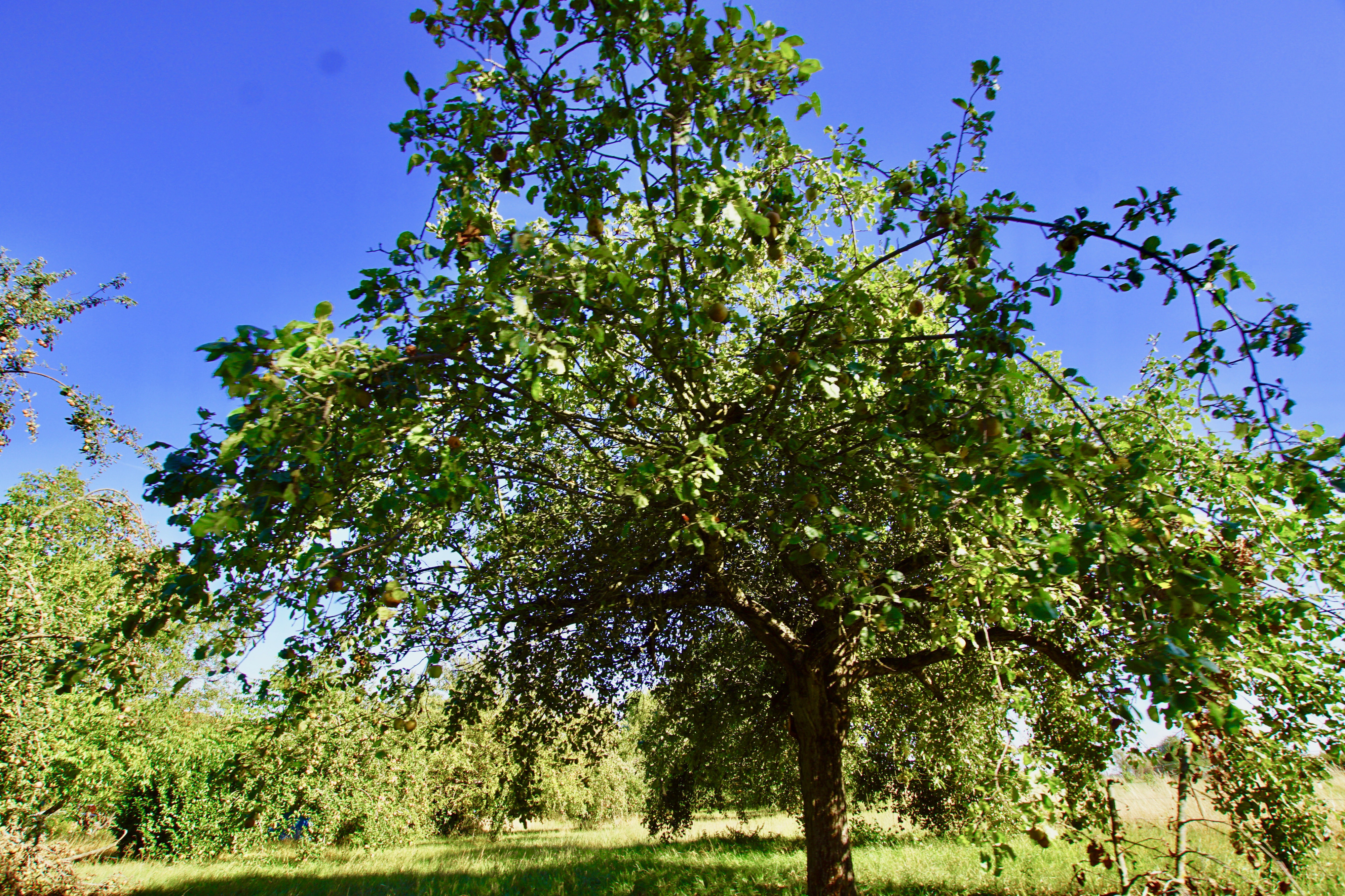 Nordenstadter Str. 4